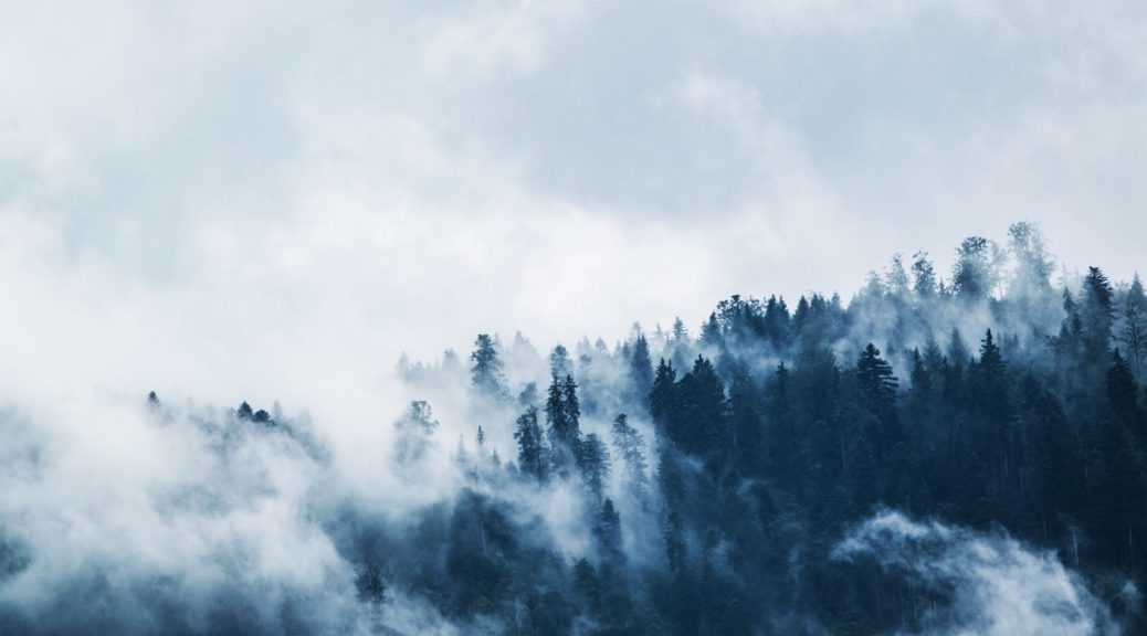 green pine trees covered with fogs under white sky during daytime